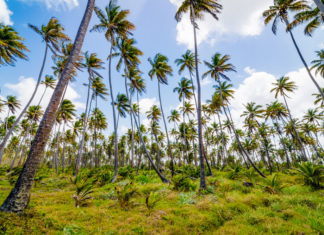 I Remember that Time mayaro