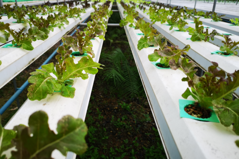 Why is Hydroponics the Healthier Option?