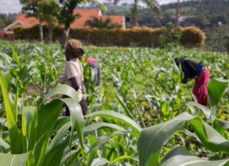 Ethical Farming As A Caribbean Niche Ethical Farming As A Caribbean Niche