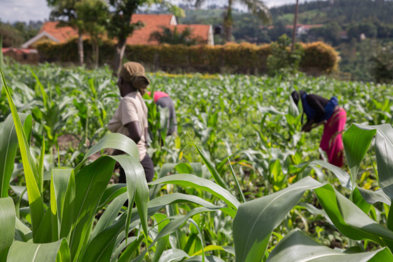 Ethical Farming As A Caribbean Niche